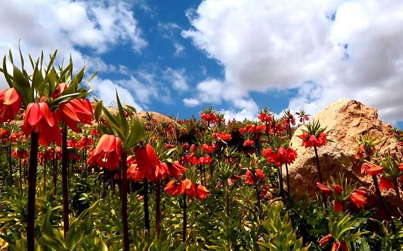 دشت لاله‌های واژگون کوهرنگ؛ بهشت سرخ ایران در دل زاگرس